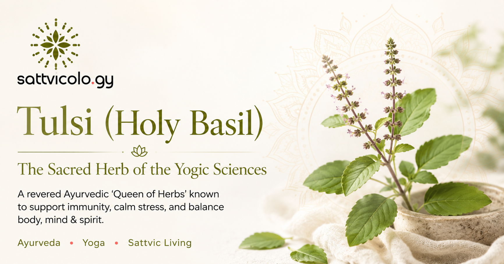 Tulsi (Holy Basil)