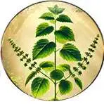 Tulsi or Holy Basil